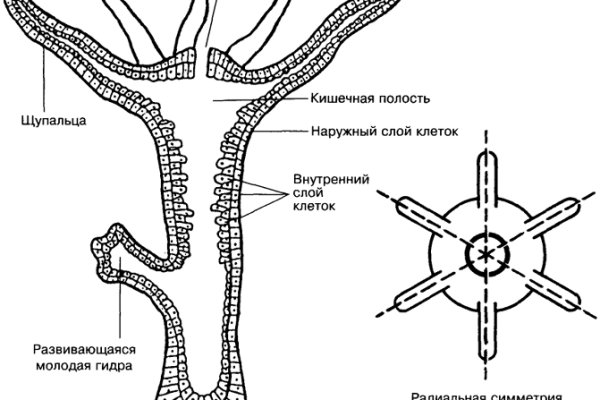 Кракен нет